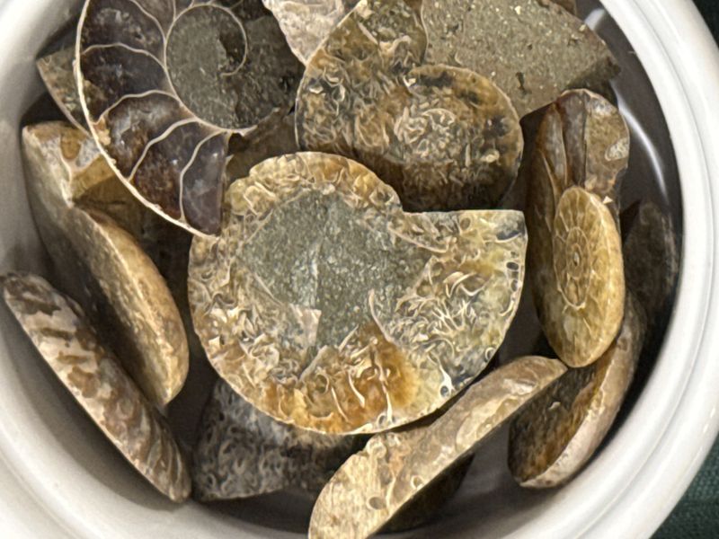 Ammonitt, delt og polert, 3,5-4 cm